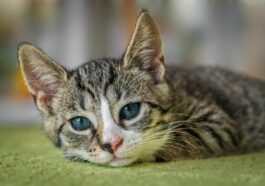 european shorthair, cat, animal