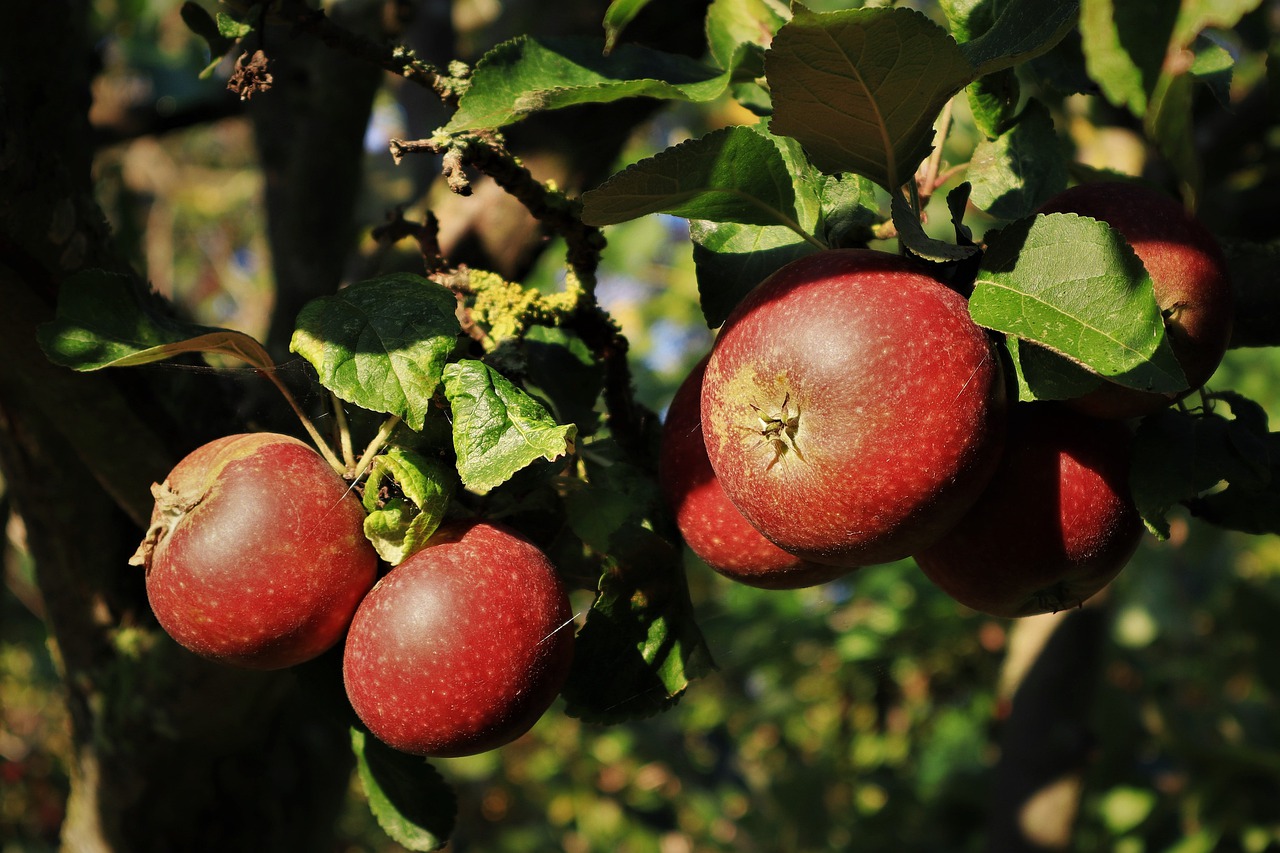 Apples Fruits Food Fresh Healthy  - rschaubhut / Pixabay